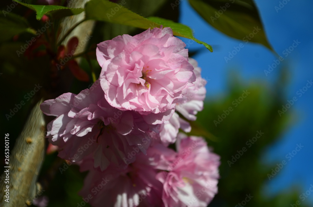 Fluffy pink cherry blossom flowers on branches on the tree Fluffy pink cherry blossom flowers on branches on the tree