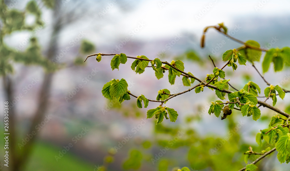 Macro photo of green buds on a tree branch with a natural blurred background.