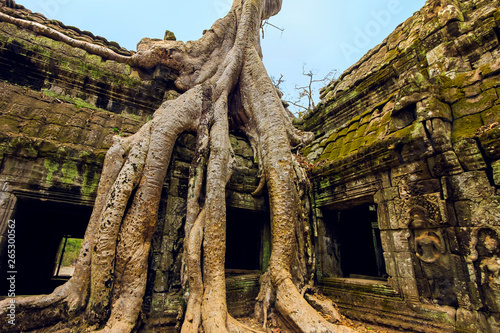 Tree roots on a gallery in 12th century Khmer temple Ta Prohm, a Tomb Raider film location, Angkor, Siem Reap, Cambodia photo