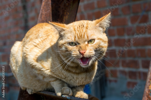 фотографія Aggressive snarling red cat