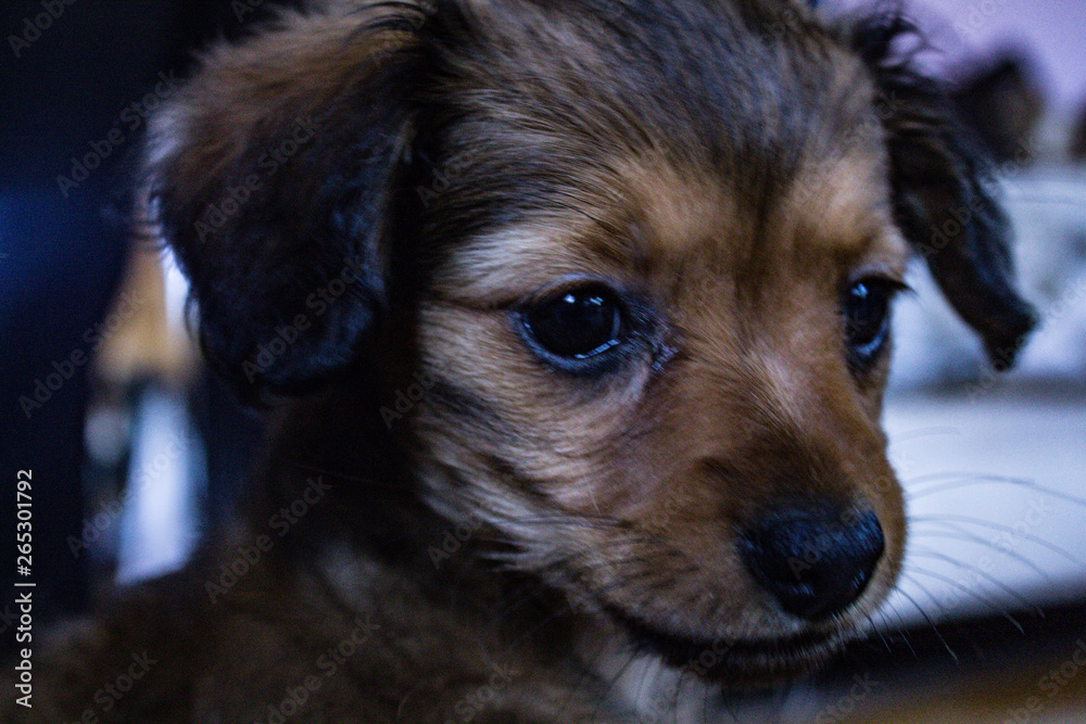 Cute Chiweenie Puppy