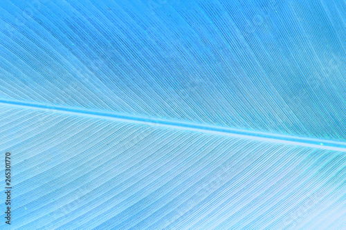 blue tropical leaf closeup