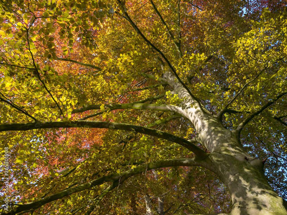 spring vegetation of red beech consisting of different shades of red and green spring vegetation of red beech consisting of different shades of red and green