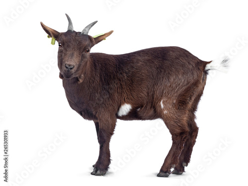 Cute dark brown pygmy goat, standing backwards / side ways. Looking to camera. Isolated on white background.