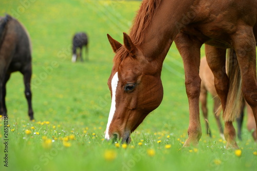 Anweiden. Schönes Pferd grast im Frühling auf der Weide
