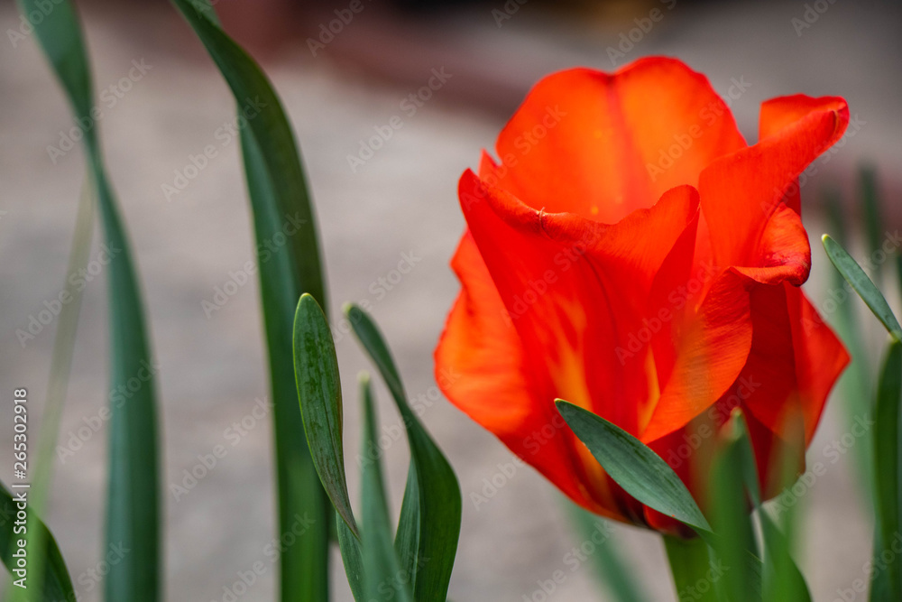 Fototapeta premium red tulip on black background