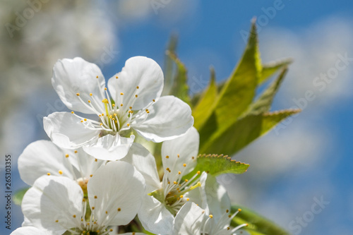 Cherry spring beautiful blossom close up on blue sky background