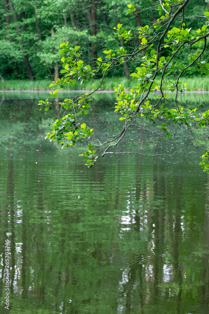 Trees over lake