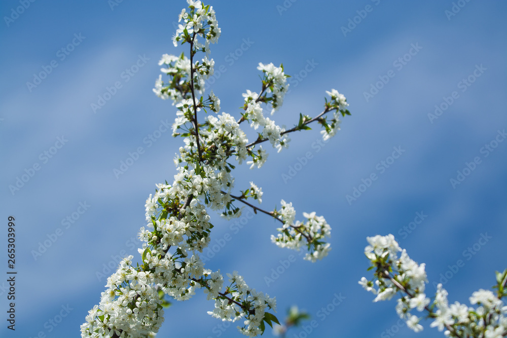 White blossomings on apple-tree branches in sunny and spring day in a garden. Fruit-tree. Small flowers. Background. White blossomings on apple-tree branches in sunny and spring day in a garden. Fruit-tree. Small flowers. Background.