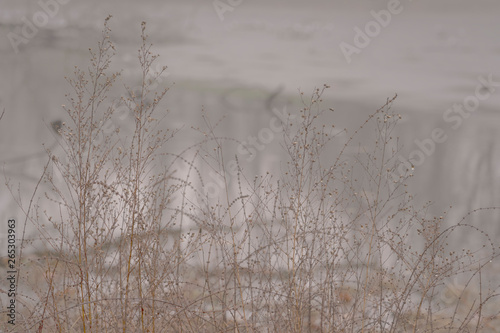 Winter landscape with grass and fog