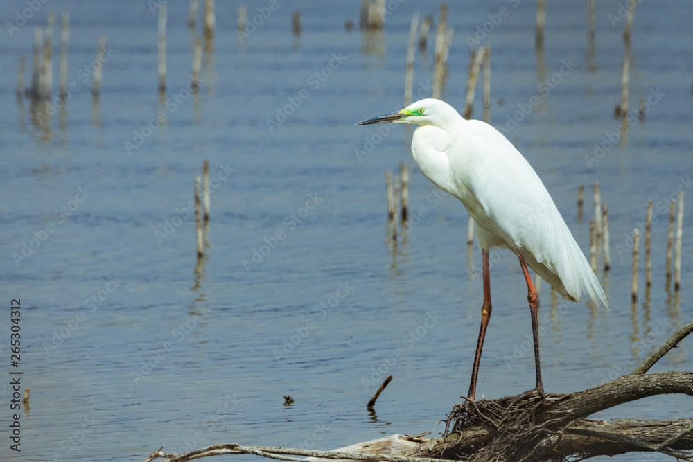 Obraz premium Little egret resting on a tree trunk in Lake Koronia in Greece