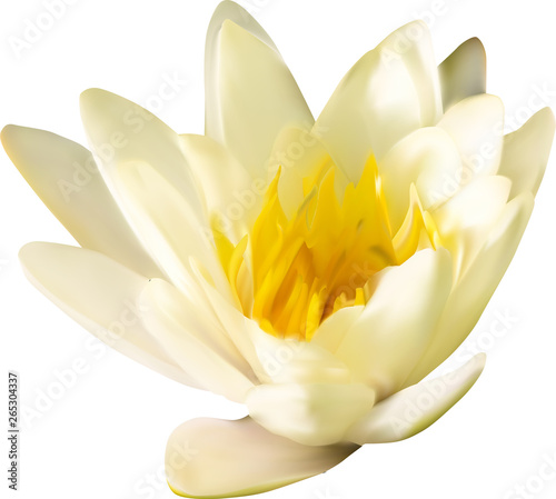 golden water lily on white illustration