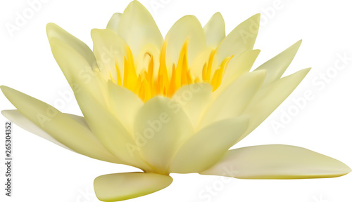 yellow water lily isolated on white illustration