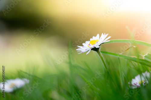 Daisy in springtime: Close up picture