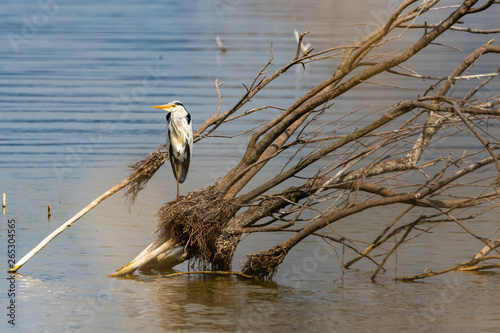 Gray heron resting on a tree trunk in Lake Koronia, Greece photo