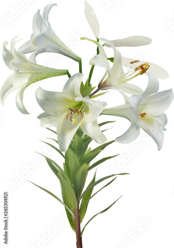 five white lily blooms and two buds on stem