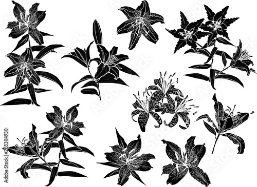 black lily flowers nine silhouettes isolated on white