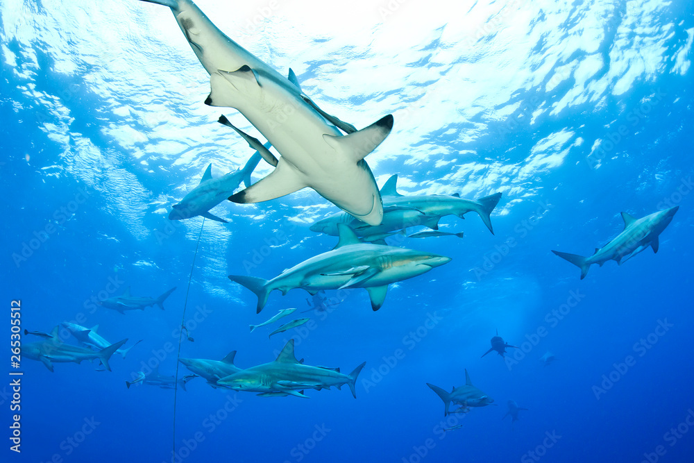 Obraz premium Black tip sharks
