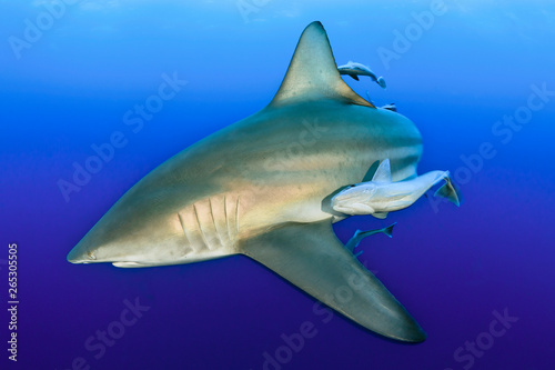 Oceanic black tip shark