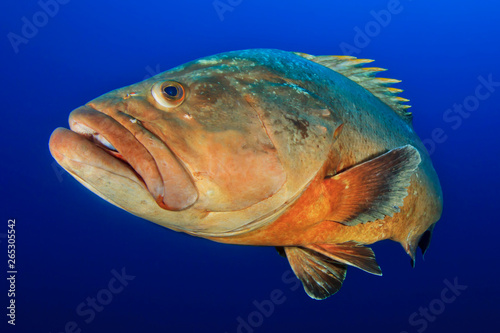 Medes Islands grouper in the blue photo
