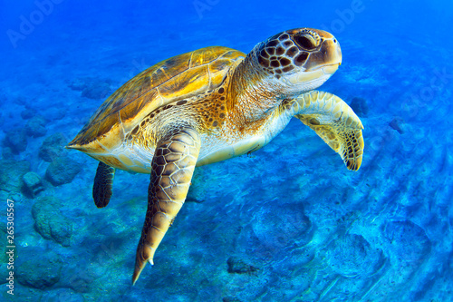 Green Turtle