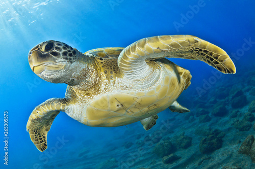 Green turtle under the sea