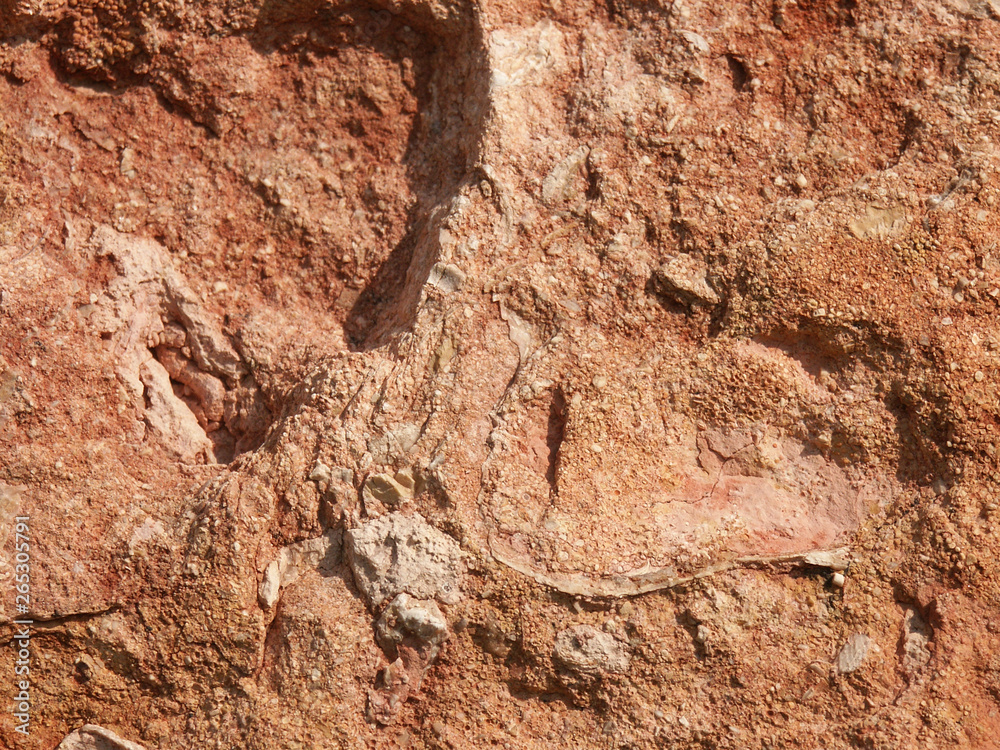 Obraz premium Pierres fossiles 