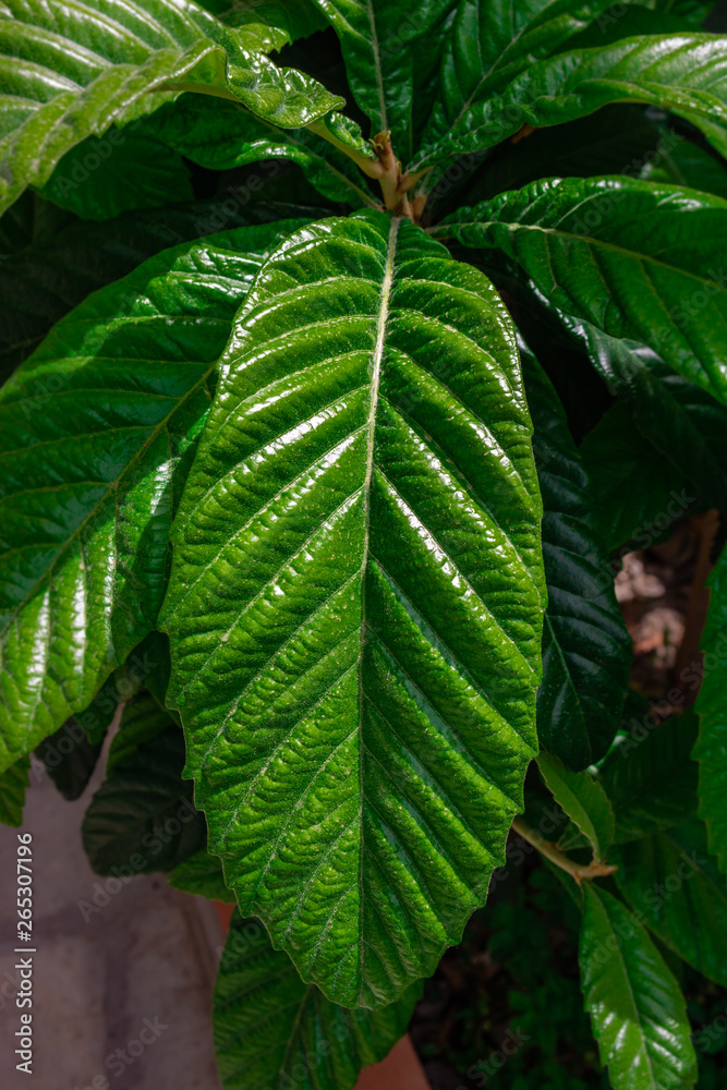 green leaf green leaf