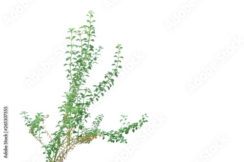 Young plant leaves with twigs on white isolated background for green foliage backdrop 