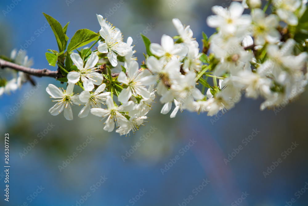 White blossomings on apple-tree branches in sunny and spring day in a garden. Fruit-tree. Small flowers. Background.