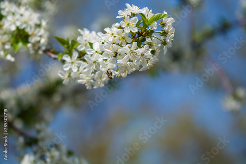 White blossomings on apple-tree branches in sunny and spring day in a garden. Fruit-tree. Small flowers. Background. © Vlada