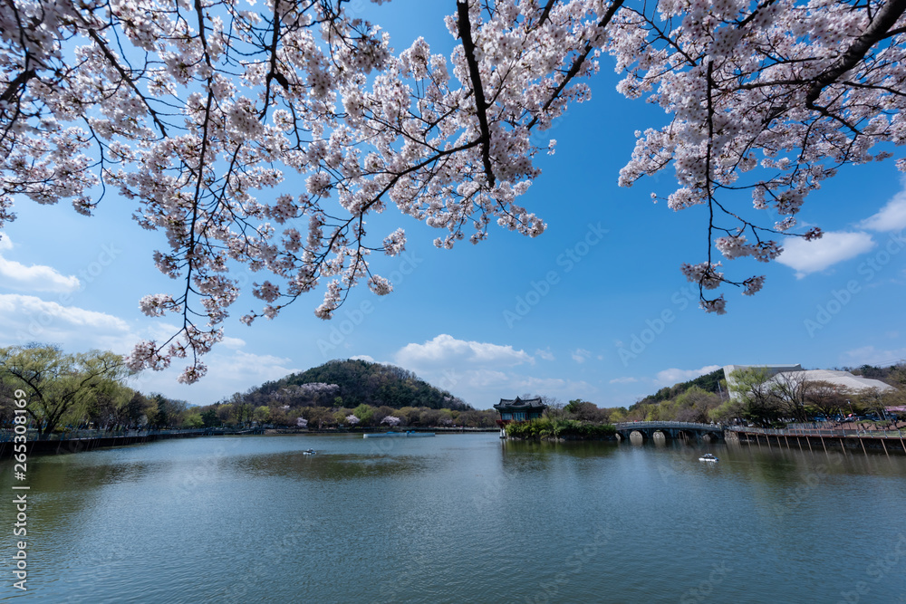 Duryu Park at Seongdangmot Pond with cherry blossom tree in spring in Daegu city of korea, in south korea. Duryu Park at Seongdangmot Pond with cherry blossom tree in spring in Daegu city of korea, in south korea.