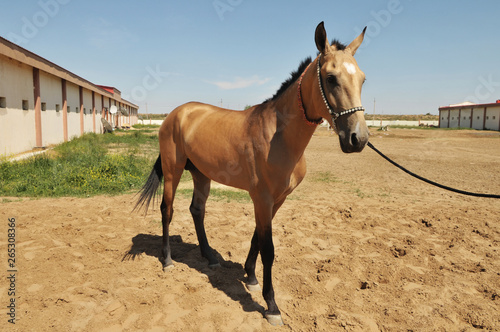 Horse in Turkmenistan