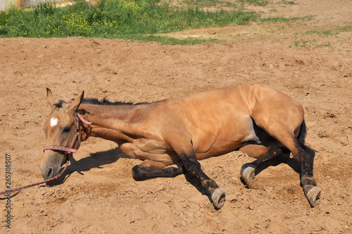 horse in the desert photo