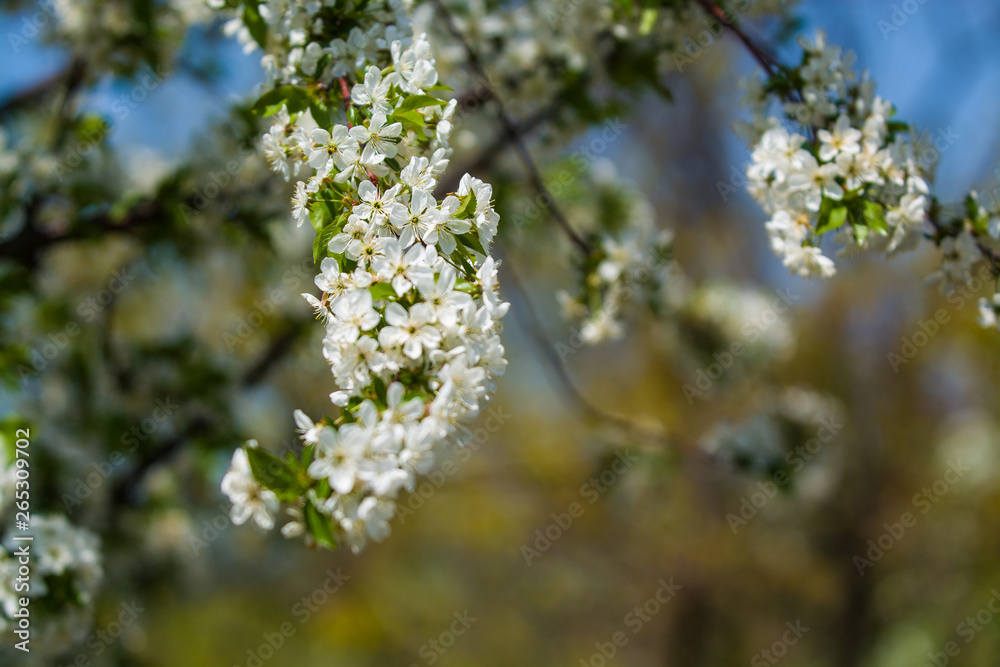 White blossomings on apple-tree branches in sunny and spring day in a garden. Fruit-tree. Small flowers. Background. White blossomings on apple-tree branches in sunny and spring day in a garden. Fruit-tree. Small flowers. Background.