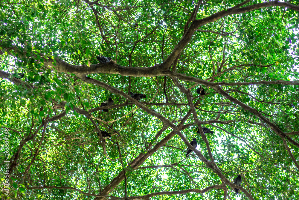 Fototapeta premium Pigeon on the tree