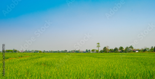 landscape rice feild at the north of Thailand