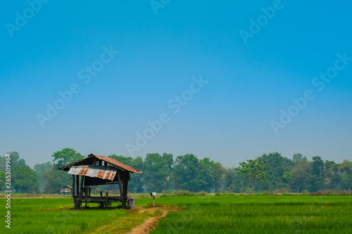 small zinc hut in the rice feild