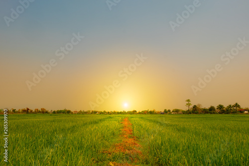 landscape rice feild during morning time with sunrise