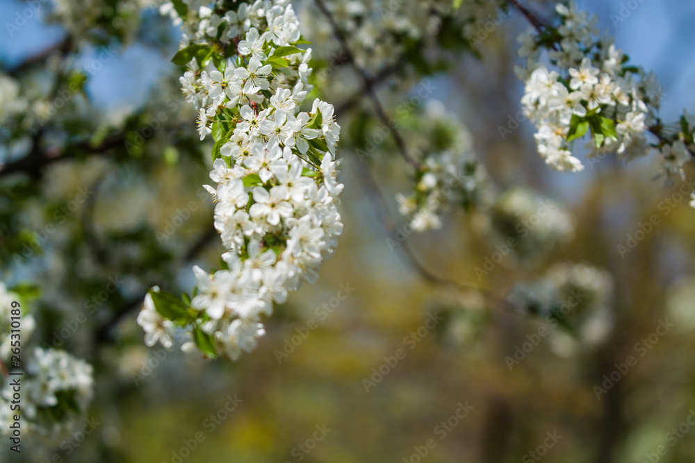 White blossomings on apple-tree branches in sunny and spring day in a garden. Fruit-tree. Small flowers. Background. White blossomings on apple-tree branches in sunny and spring day in a garden. Fruit-tree. Small flowers. Background.
