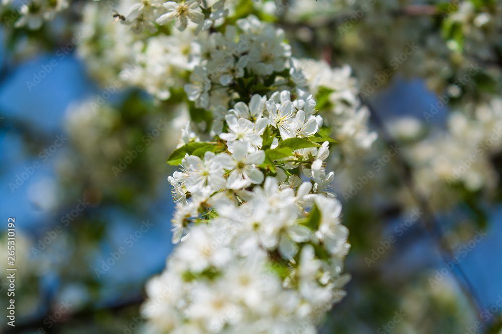White blossomings on apple-tree branches in sunny and spring day in a garden. Fruit-tree. Small flowers. Background. White blossomings on apple-tree branches in sunny and spring day in a garden. Fruit-tree. Small flowers. Background.