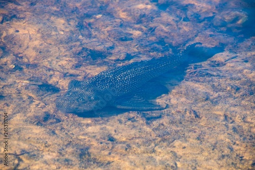 Under Water Fish