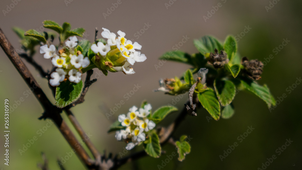 Pequeñas flores blancas y amarillas Pequeñas flores blancas y amarillas