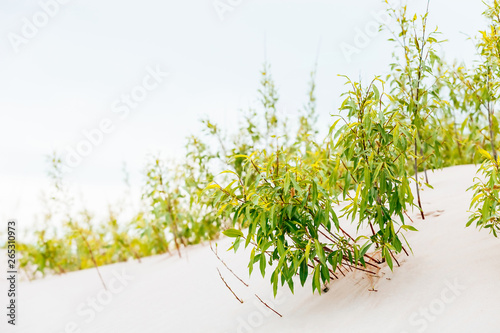 Sand dunes at the beach with green plants. 
