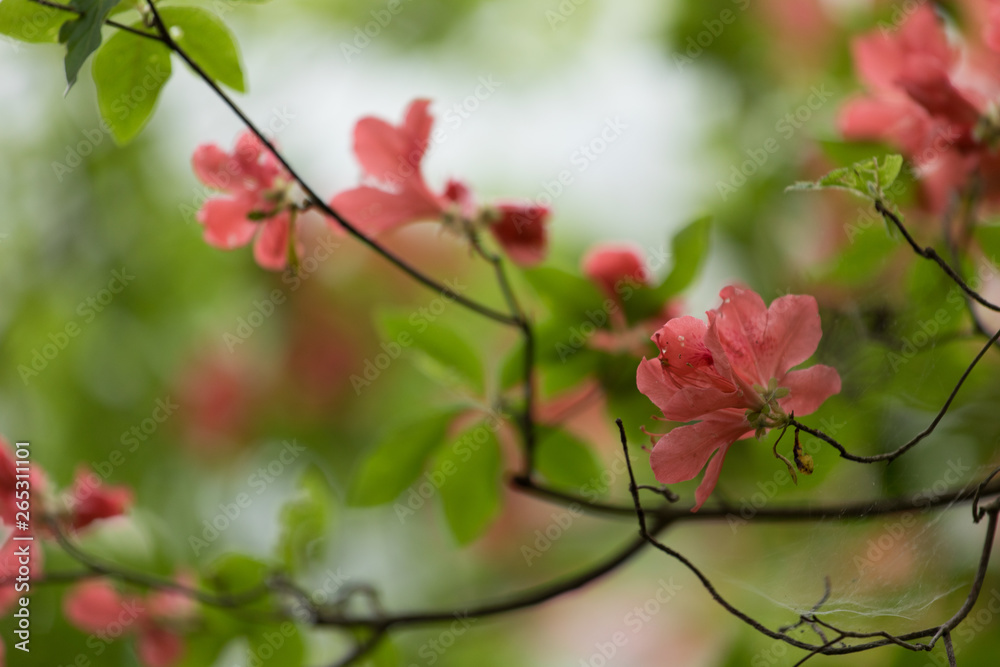 Obraz premium ツツジ