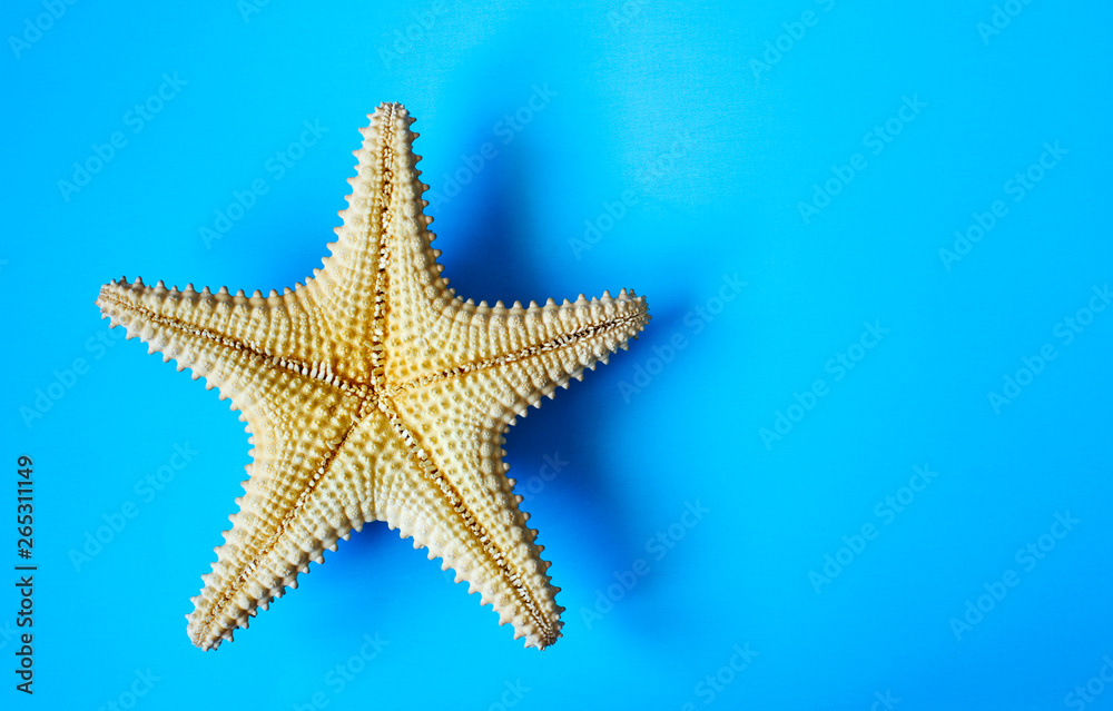 Starfish on blue background, copy space Starfish on blue background, copy space