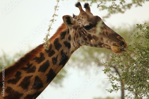 giraffe in the wild 