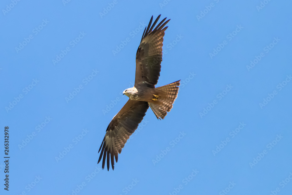 Red kite (Milvus milvus) in Donana National Park, Andalusia, Spain Red kite (Milvus milvus) in Donana National Park, Andalusia, Spain