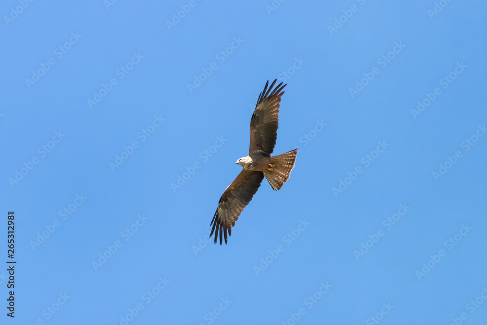 Red kite (Milvus milvus) in Donana National Park, Andalusia, Spain Red kite (Milvus milvus) in Donana National Park, Andalusia, Spain