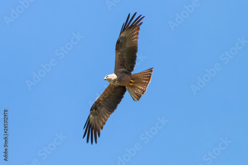 Red kite  Milvus milvus  in Donana National Park  Andalusia  Spain